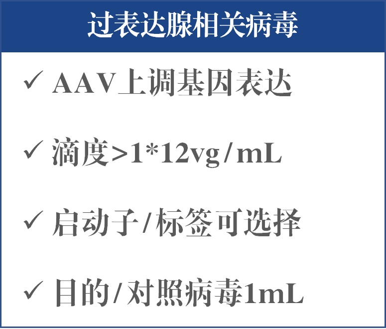 过表达腺相关病毒